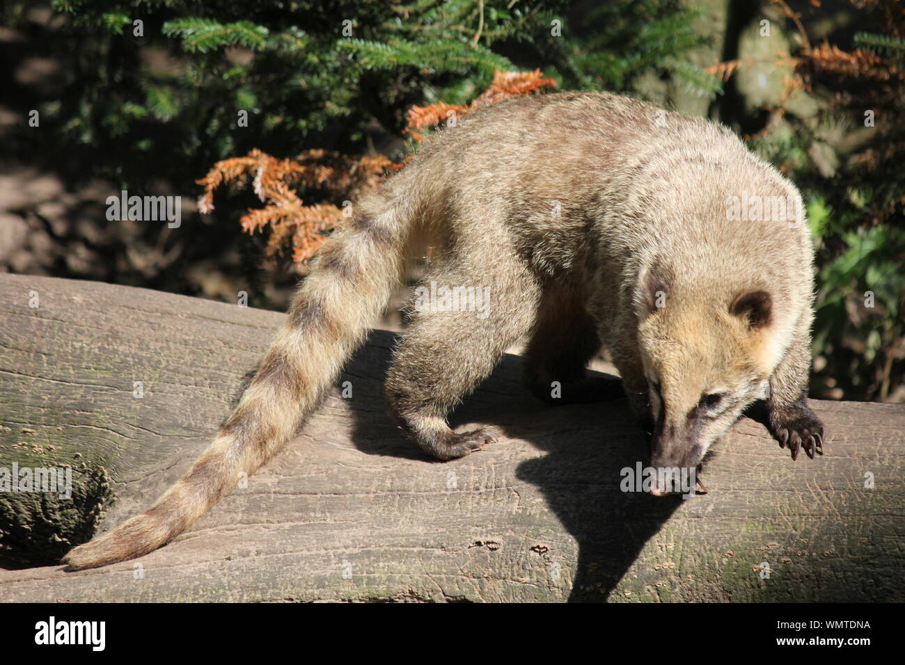 Sud Americana coati in Overloon zoo Foto Stock
