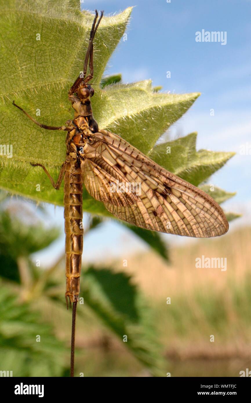 Brown mayfly (Ephemera vulgata) emerse di recente su un fiume foglia di ortica, Fiume Avon, Lacock, Wiltshire, Regno Unito, maggio. Foto Stock