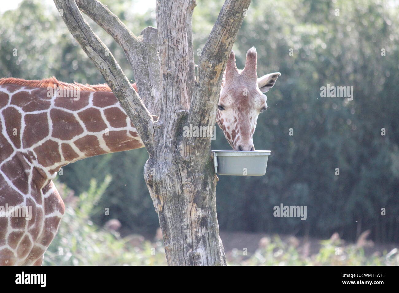 La giraffa in Overloon Zoo Foto Stock