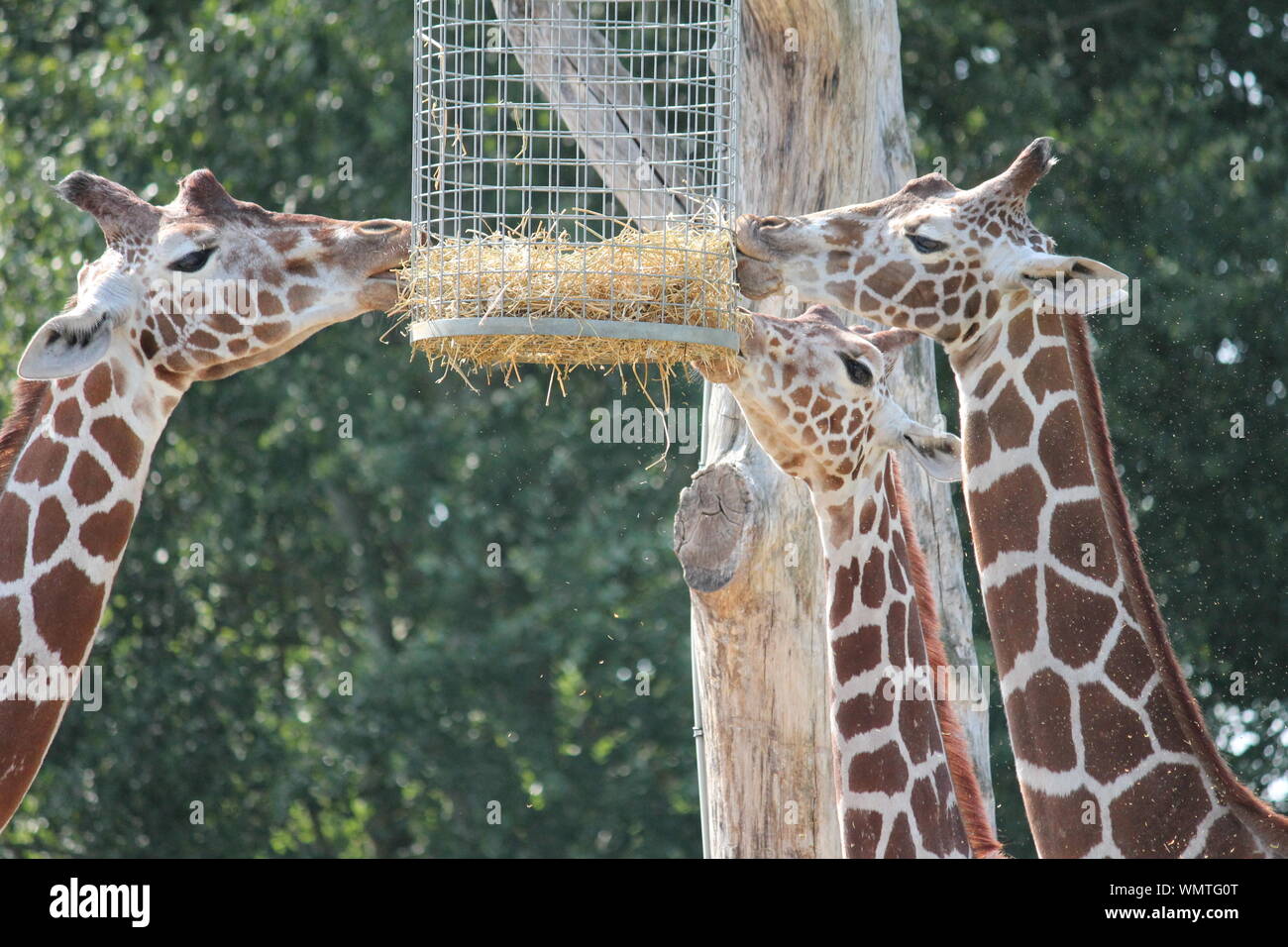 La giraffa in Overloon Zoo Foto Stock