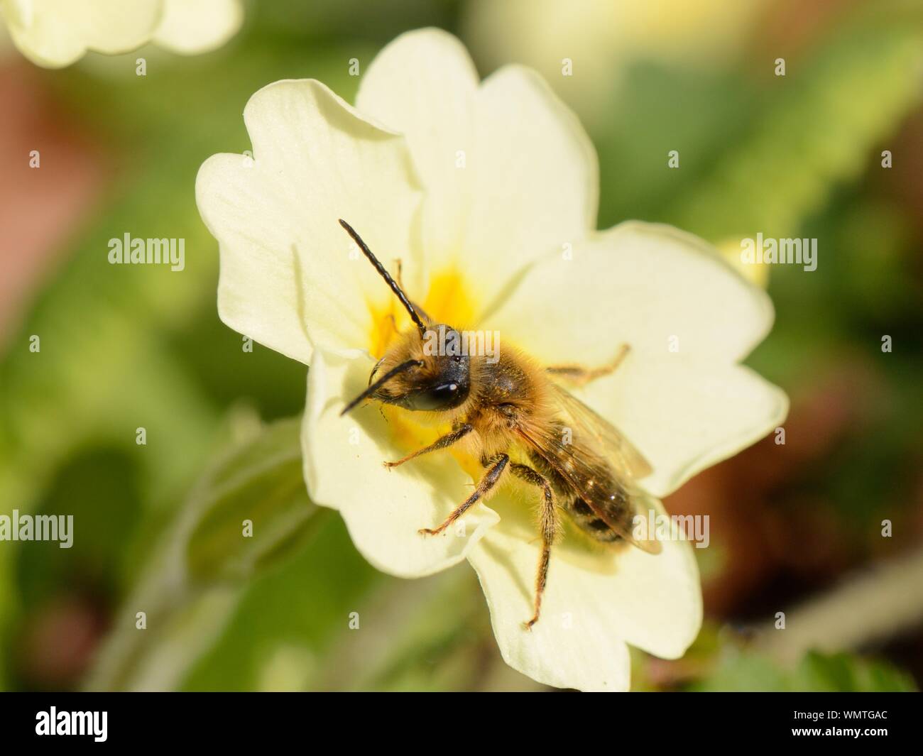 Cioccolato / Biancospino mining bee (Andrena scotica) prendere il sole su di un fiore di Primula (Primula vulgaris), giardino Wiltshire, Regno Unito, Aprile. Foto Stock