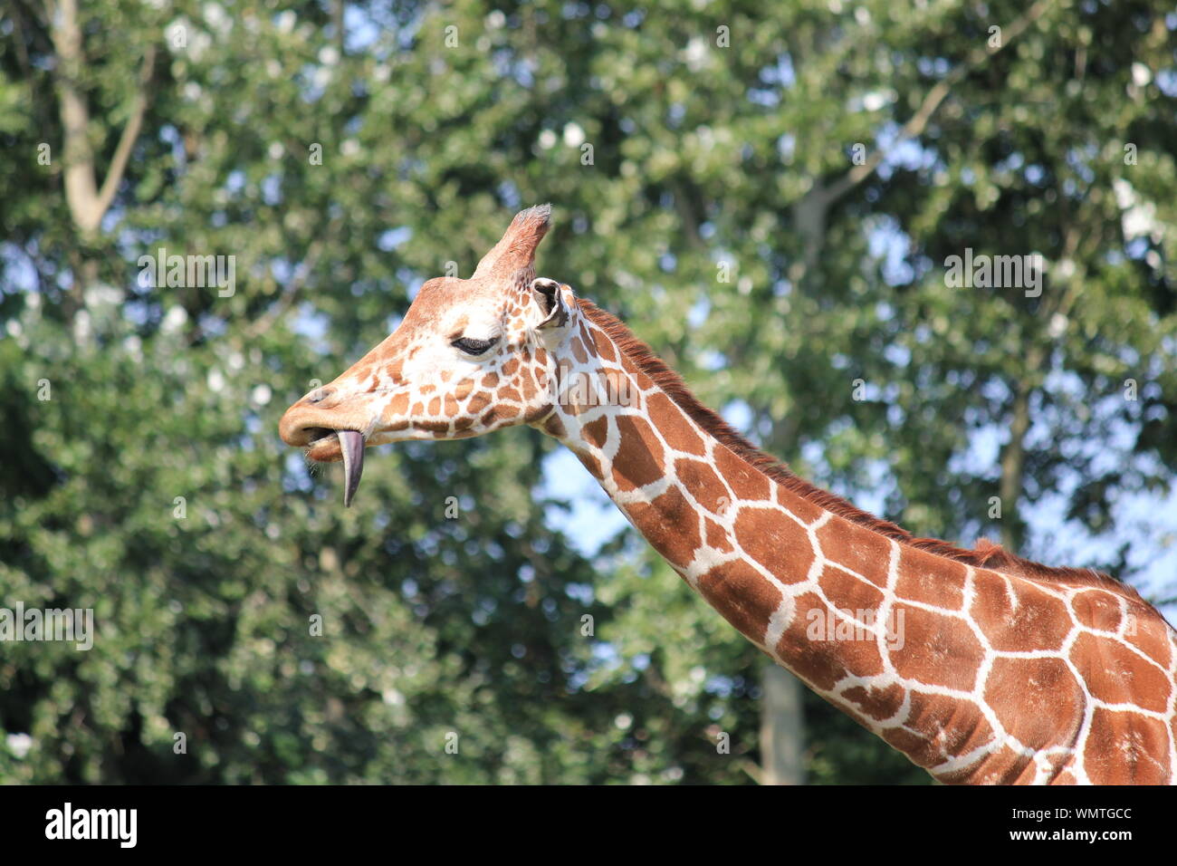 La giraffa in Overloon Zoo Foto Stock