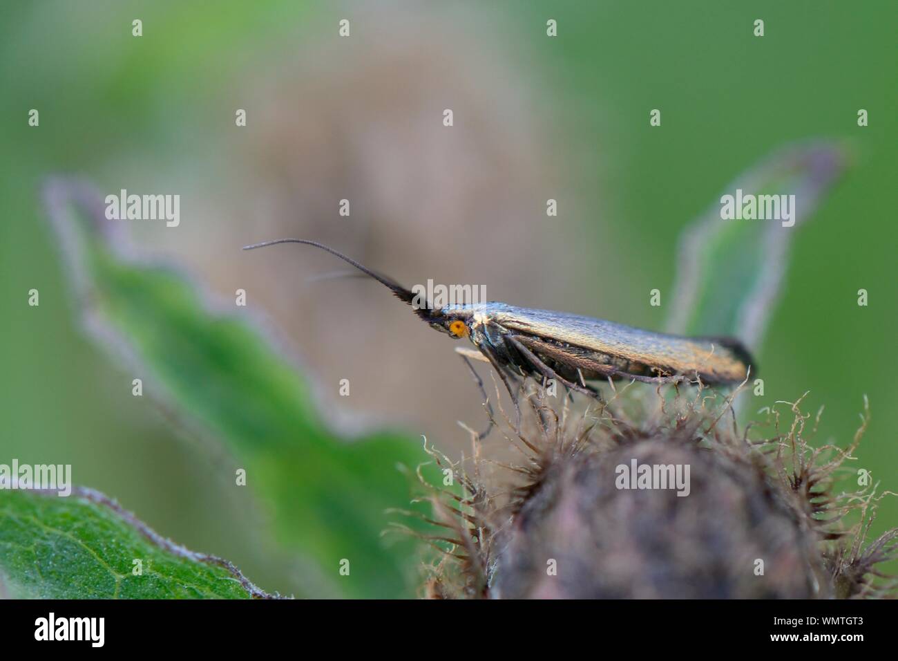 Costa Verde portatore caso tarma (Coleophora amethystinella), una rara specie di micromoth trovato solo in East Anglia nel Regno Unito, Mellis comune, Suffolk, maggio. Foto Stock