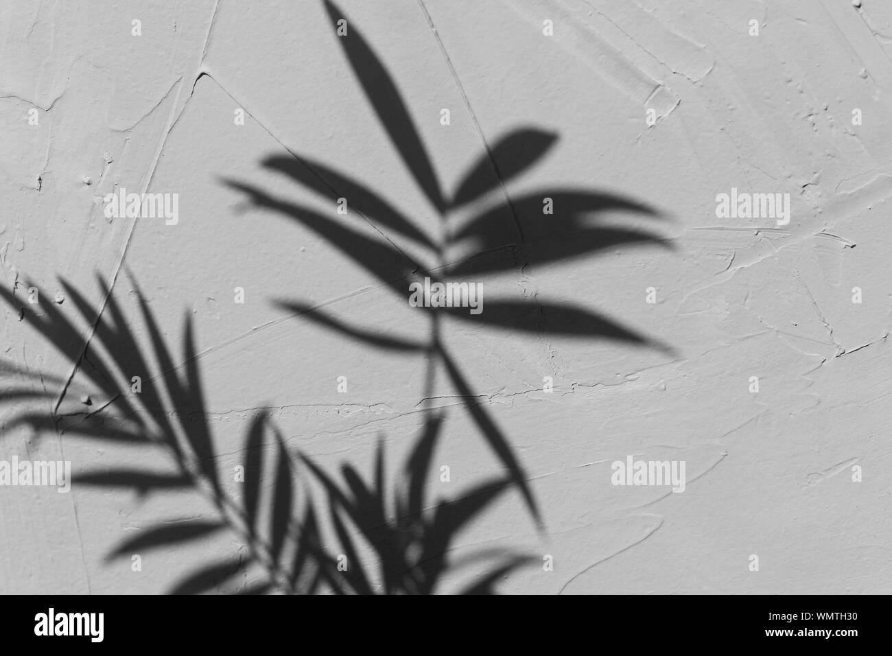 Messa a fuoco selettiva in ombra del palm tree su un grigio sfondo a trama. La luce naturale del giorno, immagine alla moda, lo spazio per il testo Foto Stock