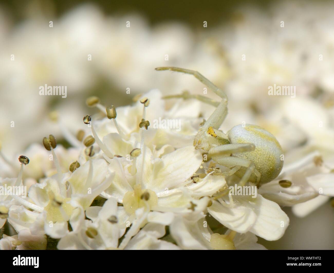 Oro ragno granchio (Misumena vatia) ben mimetizzata su un comune hogweed (Heracleum sphondylium) flowerhead, in attesa di preda di insetti, Wiltshire, Regno Unito Foto Stock