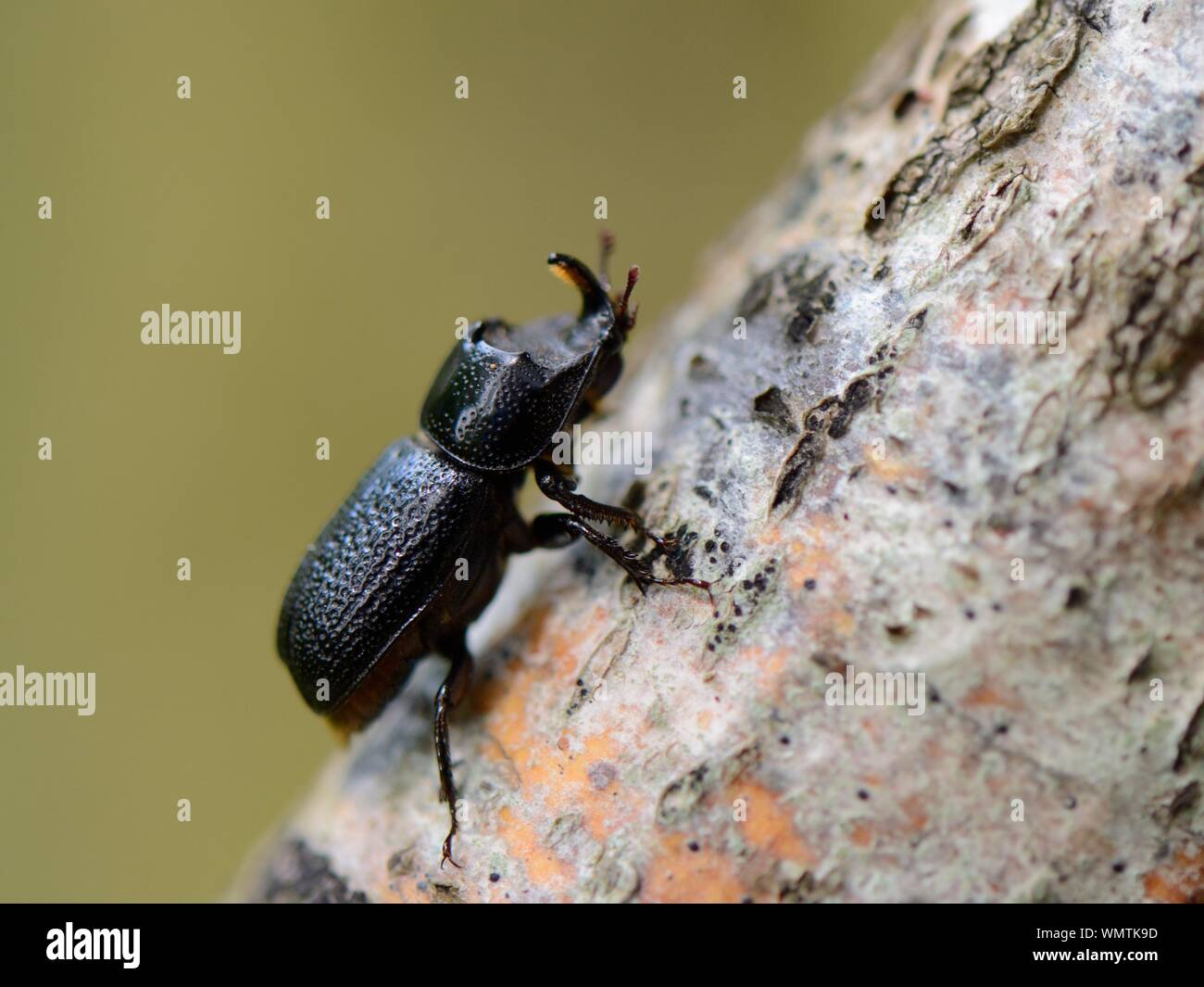 Scarabeo rinoceronte (Sinodendron cylindricum) camminando su un marcio il ramo di un albero inferiore di boschi, Gloucestershire, UK, Giugno. Foto Stock