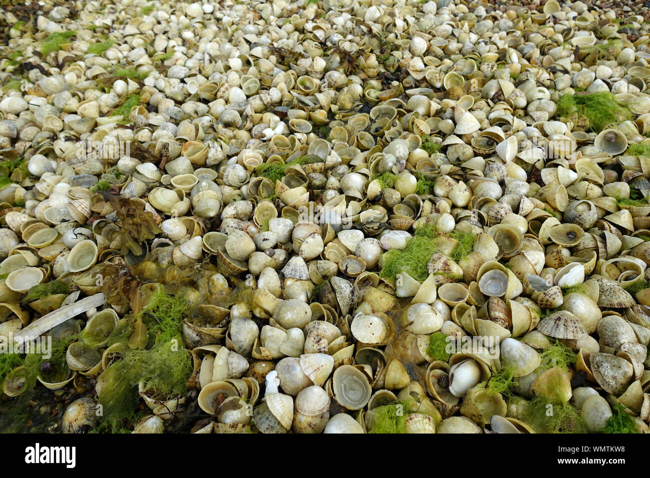 Pile di vuoto limpet gusci rivelato da bassa marea in jersey, Isole del Canale Foto Stock