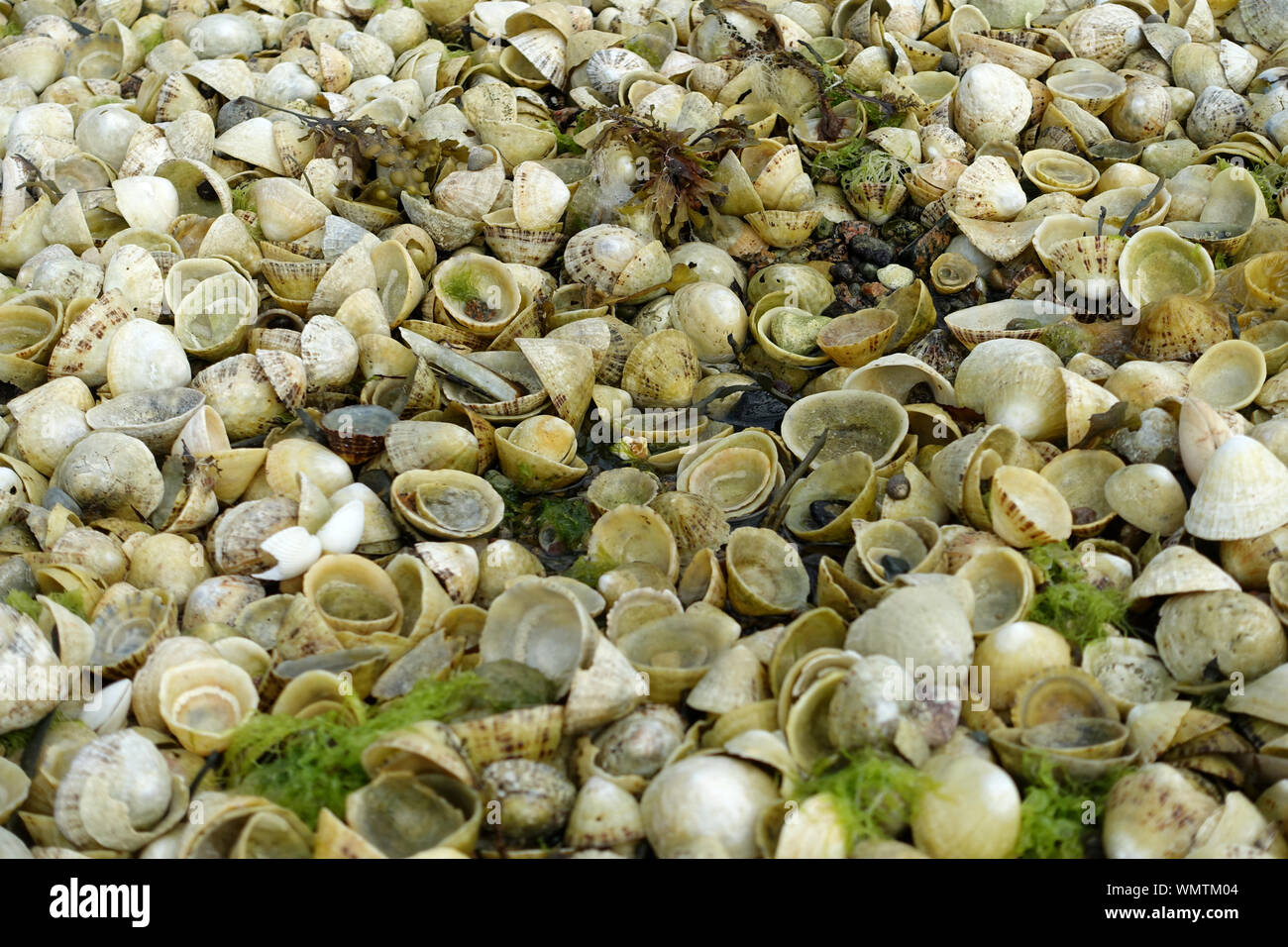 Pile di vuoto limpet gusci rivelato da bassa marea in jersey, Isole del Canale Foto Stock