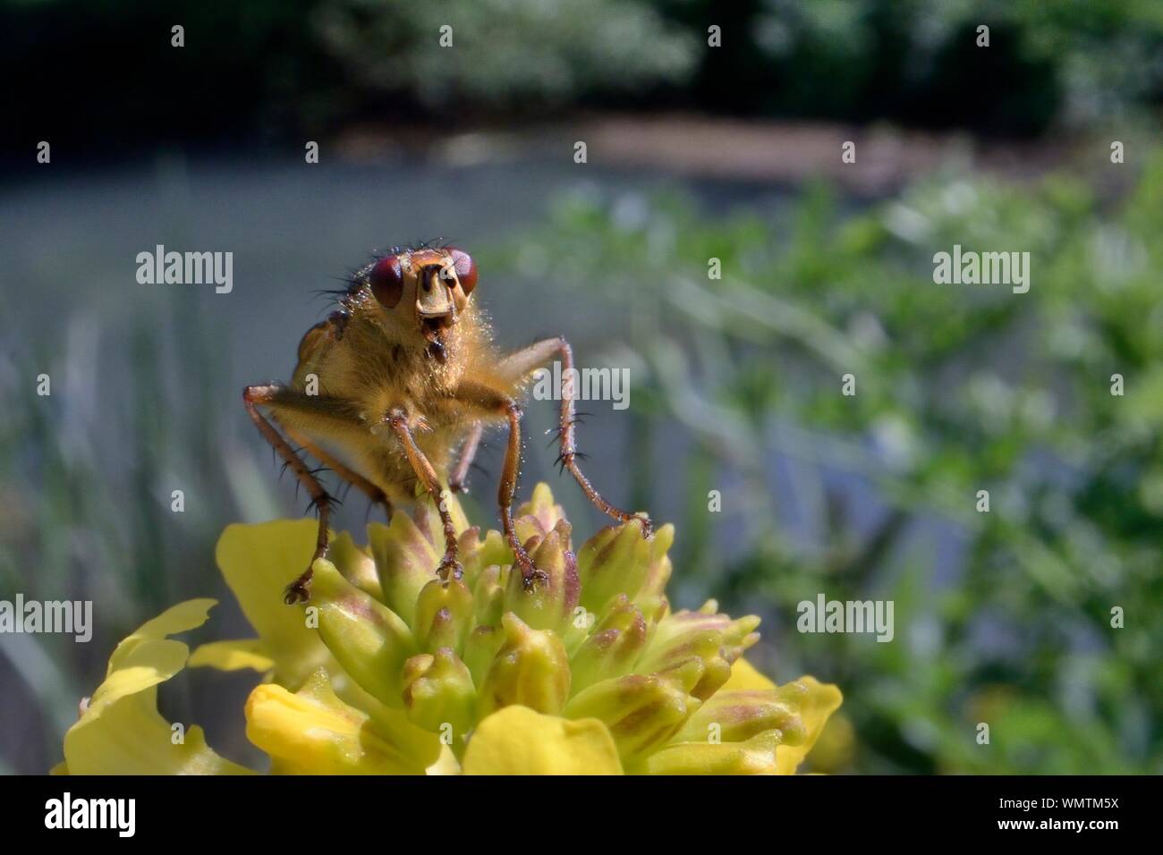 Sterco giallo fly (Scathophaga stercoraria) caccia preda su un razzo giallo flowerhead (Barbarea vulgaris) su un argine, Wiltshire, Regno Unito, maggio. Foto Stock