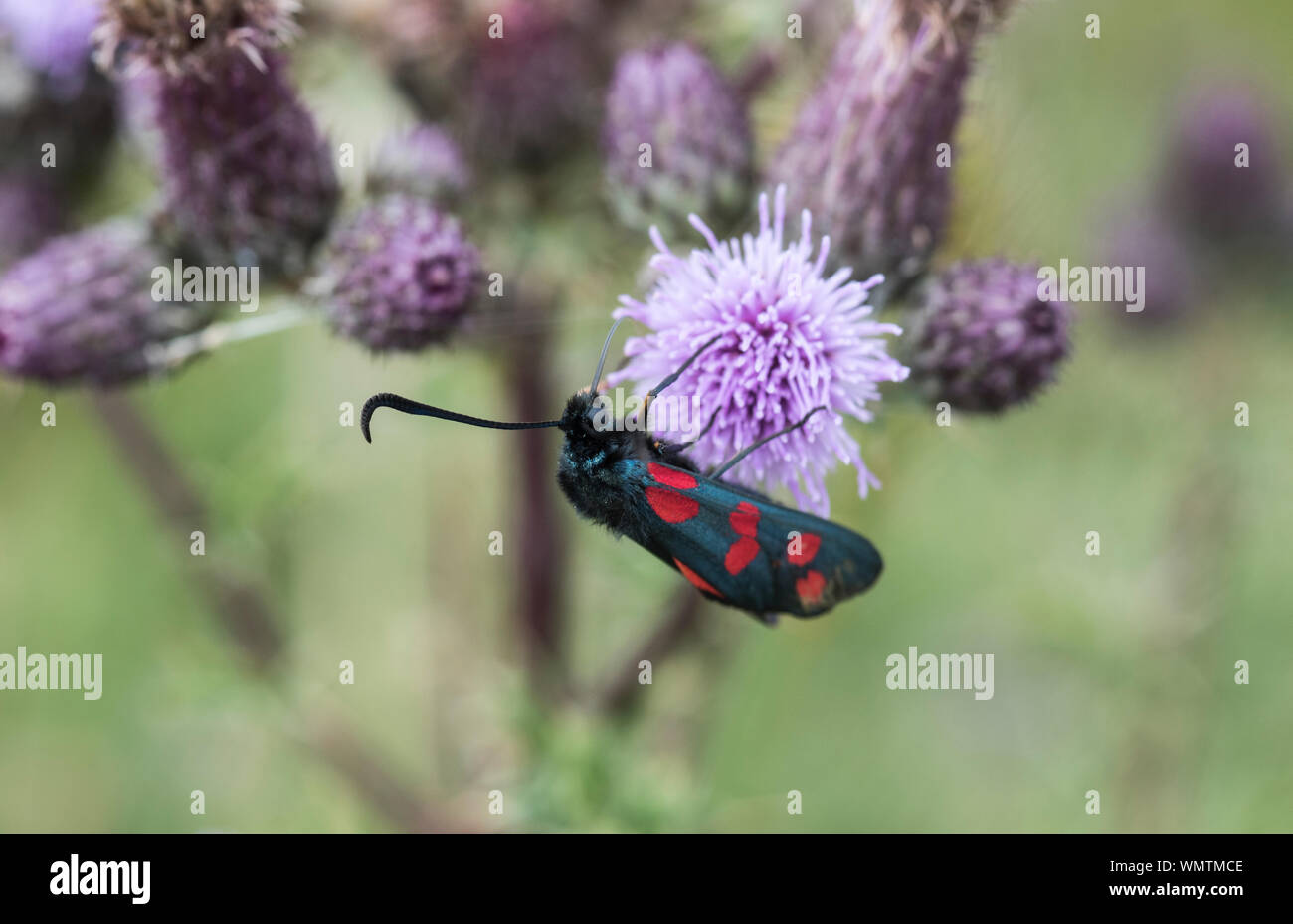 Giorno-flying moth 6-spot Burnett (Zygaena filipendulae) alimentazione su un thistle Foto Stock