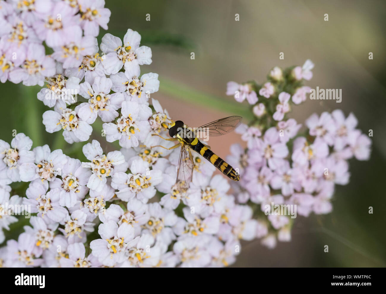 La hoverfly (Sphaerophoria scripta) Foto Stock