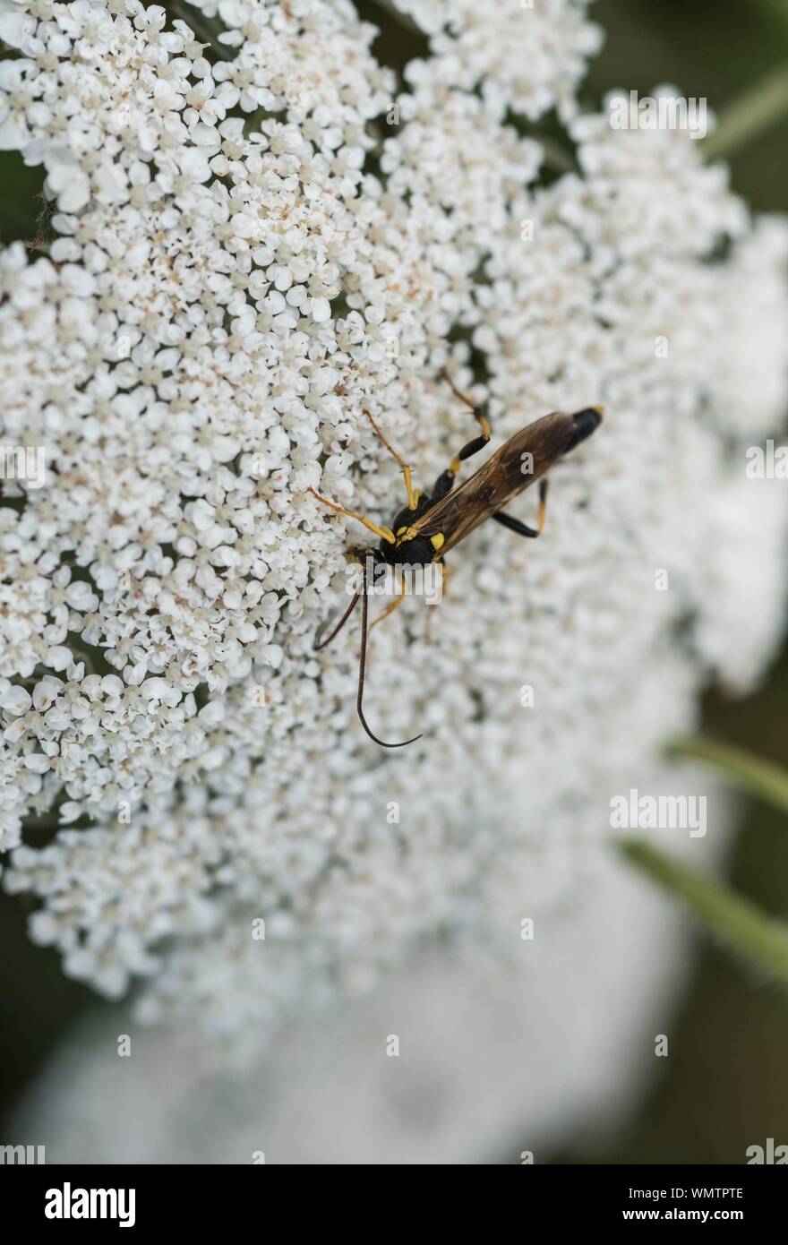 Rovistando Icneumone wasp Amblyeteles (sp) Foto Stock