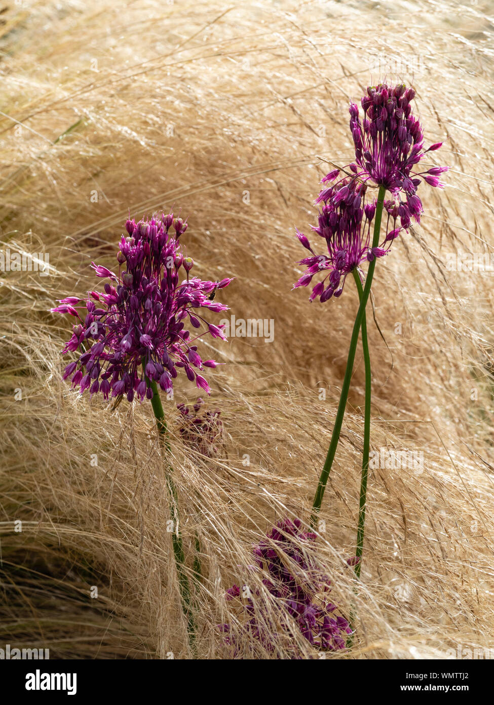 Le teste dei fiori della tarda estate a fioritura autunnale Allium carinatum ssp. pulchellum emerge attraverso la crescita feathery di Pennisetum villosum Foto Stock