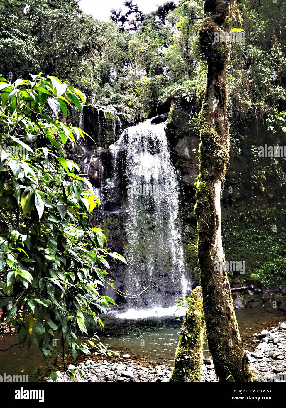 Wendy's cascate nella giungla e foresta pluviale a Boquete, Panama. Lussureggiante foresta pluviale cascata verde nel parco e montagne vicino a Boquete. Foto Stock