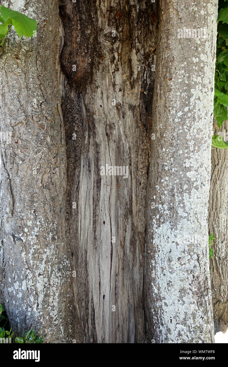 Il scavato il tronco di un molto vecchio albero Foto Stock