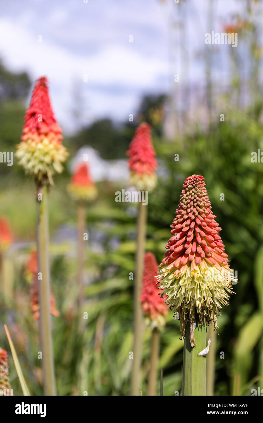 Kniphofia uvaria, noto anche come torcia lily e red hot poker, a Kaisaniemi Botanic Garden a Helsinki in Finlandia Foto Stock