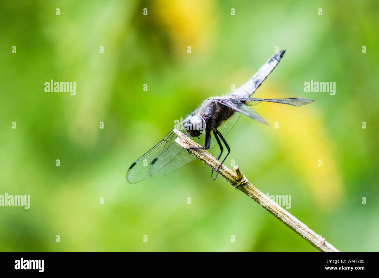 Una parte anteriore vista di 3/4 di un maschio di scarse chaser dragonfly, Libellula fulva, arroccato su una rotta stelo contro a sfocare lo sfondo di colore verde Foto Stock
