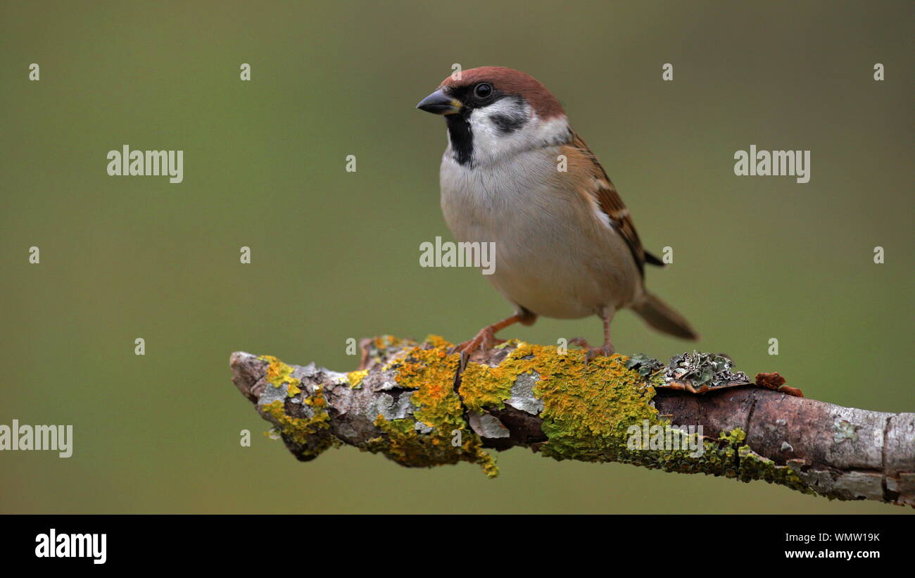 Tree sparrow (Passer montanus) seduto su una struttura ad albero Foto Stock