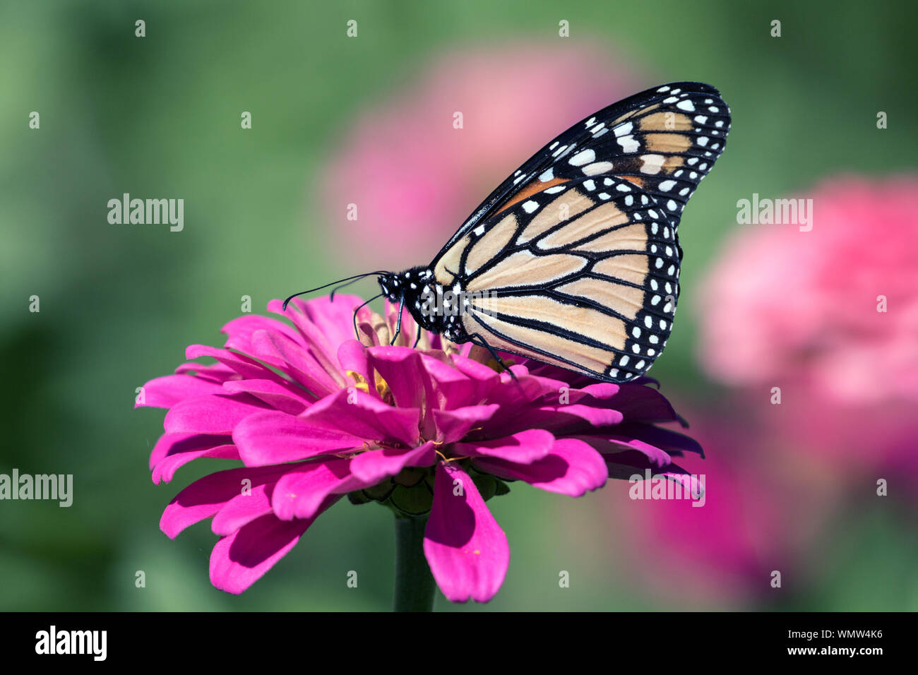 Primo piano della farfalla monarca( Danaus plexippus) alimentare il nettare da un rosa Zinnia fiore,Quebec,Canada Foto Stock