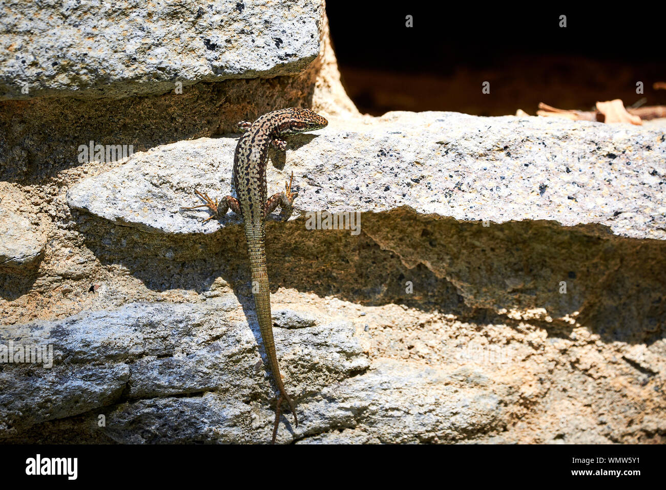 Comune di lucertola muraiola ( Podarcis muralis ) rock climbing Foto Stock