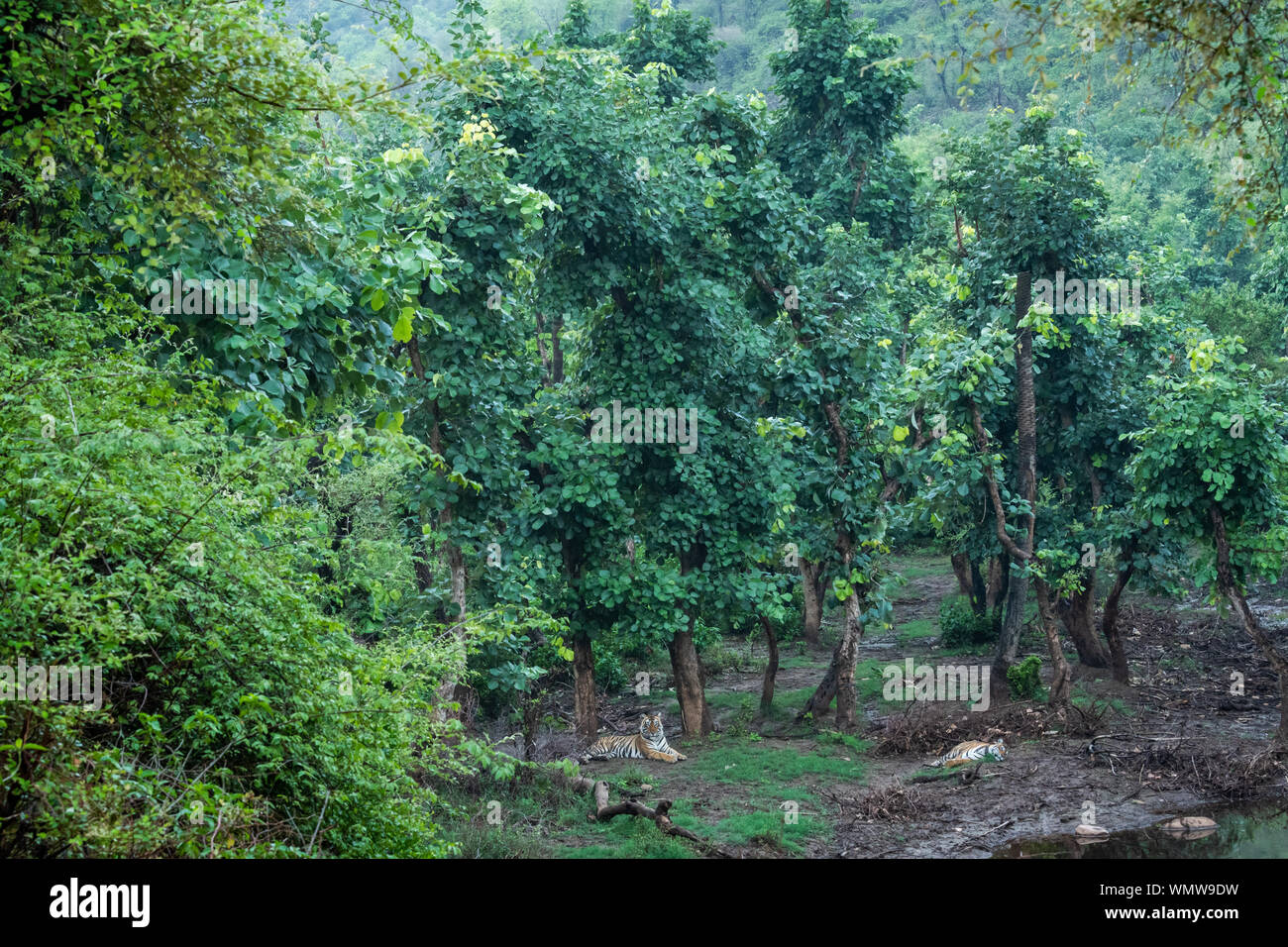 Coniugata coppia di selvatico le tigri del Bengala in appoggio in natura verde a ranthambore riserva della tigre, Rajasthan, India - panthera tigris Foto Stock