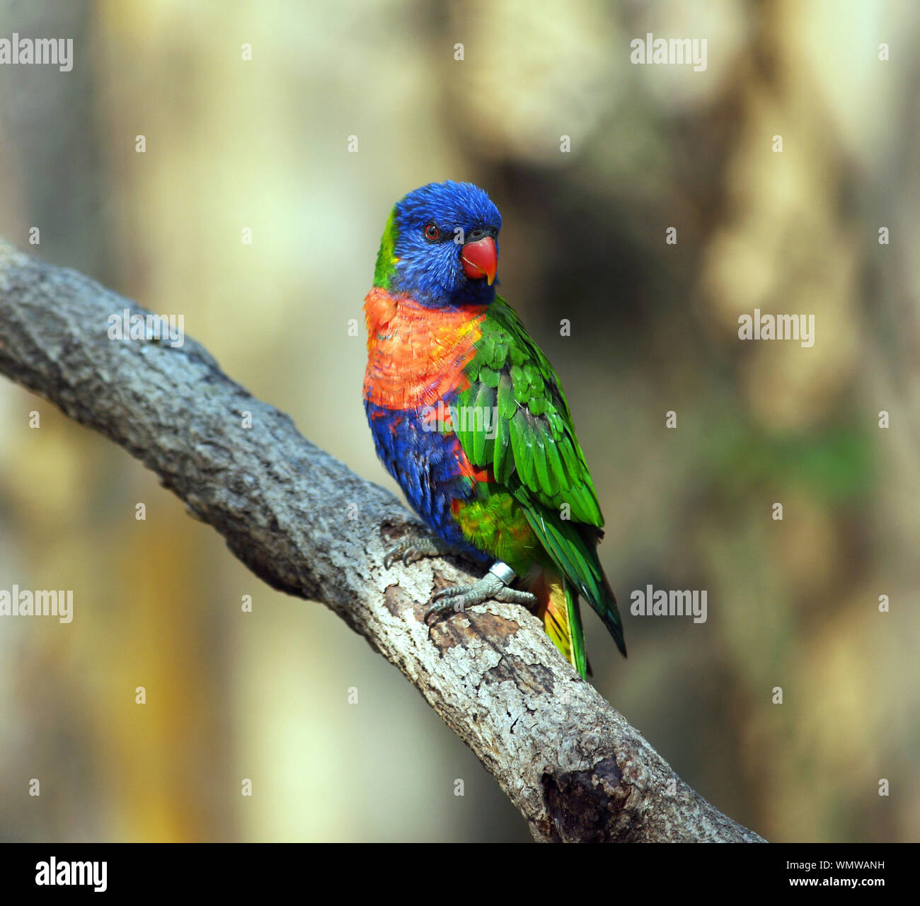 Rainbow lorikeet pappagallo seduto sul ramo Foto Stock