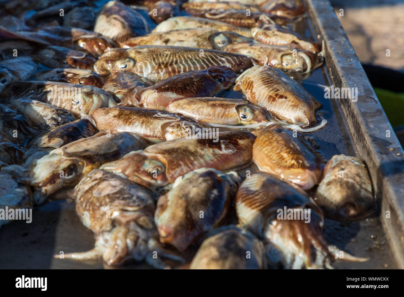 L'Italia, Puglia, provincia di Barletta-Andria-Trani, Trani. Appena pescato calamari. Foto Stock