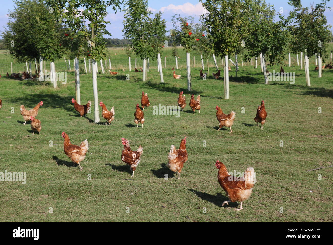 Gregge di galline a libero raggio su un campo sotto alberi di mele Foto Stock