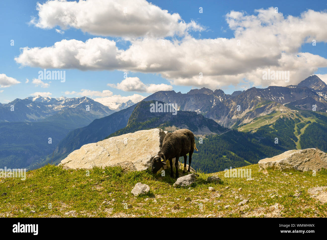 Un nero pecore al pascolo in un pascolo di montagna del massiccio del Monte Bianco con una vista panoramica sulle Alpi italiane in estate, Courmayeur, Aosta, Italia Foto Stock