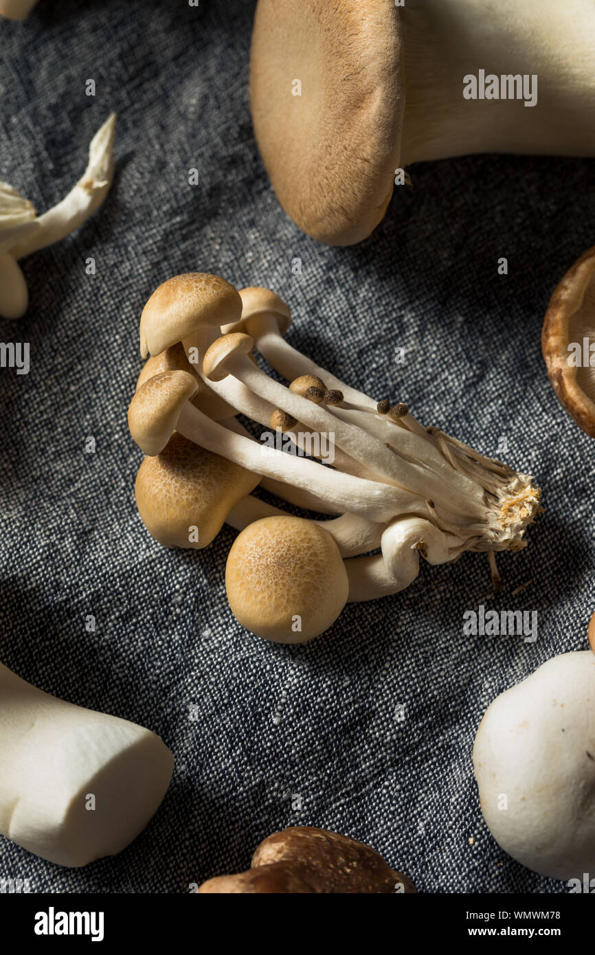 Materie organiche fungo Gourmet assortimento in una pila Foto Stock