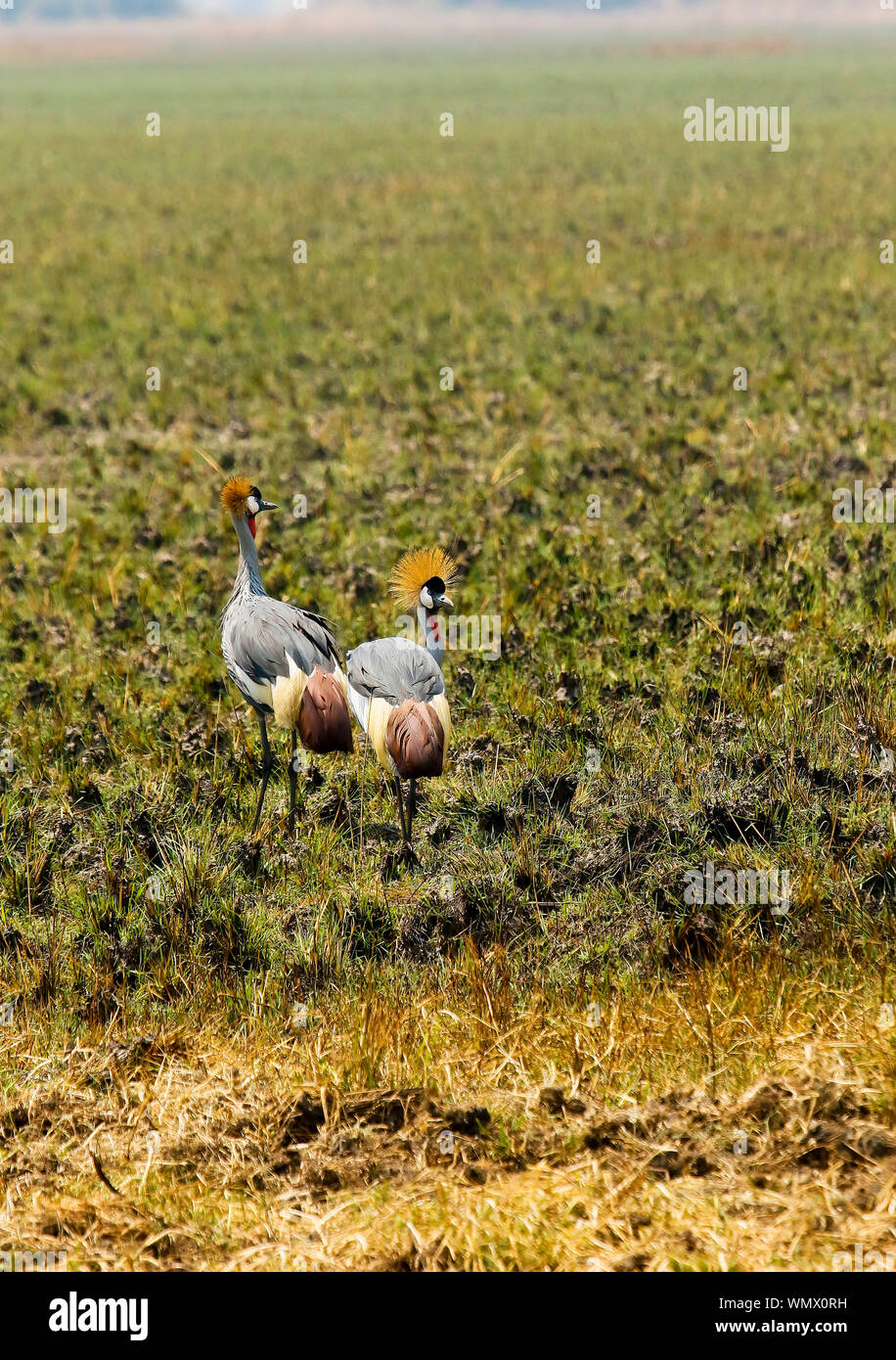 Grey Crowned Crane(Balearica regulorum), Busanga Plains, Parco Nazionale di Kafue, Zambia Foto Stock