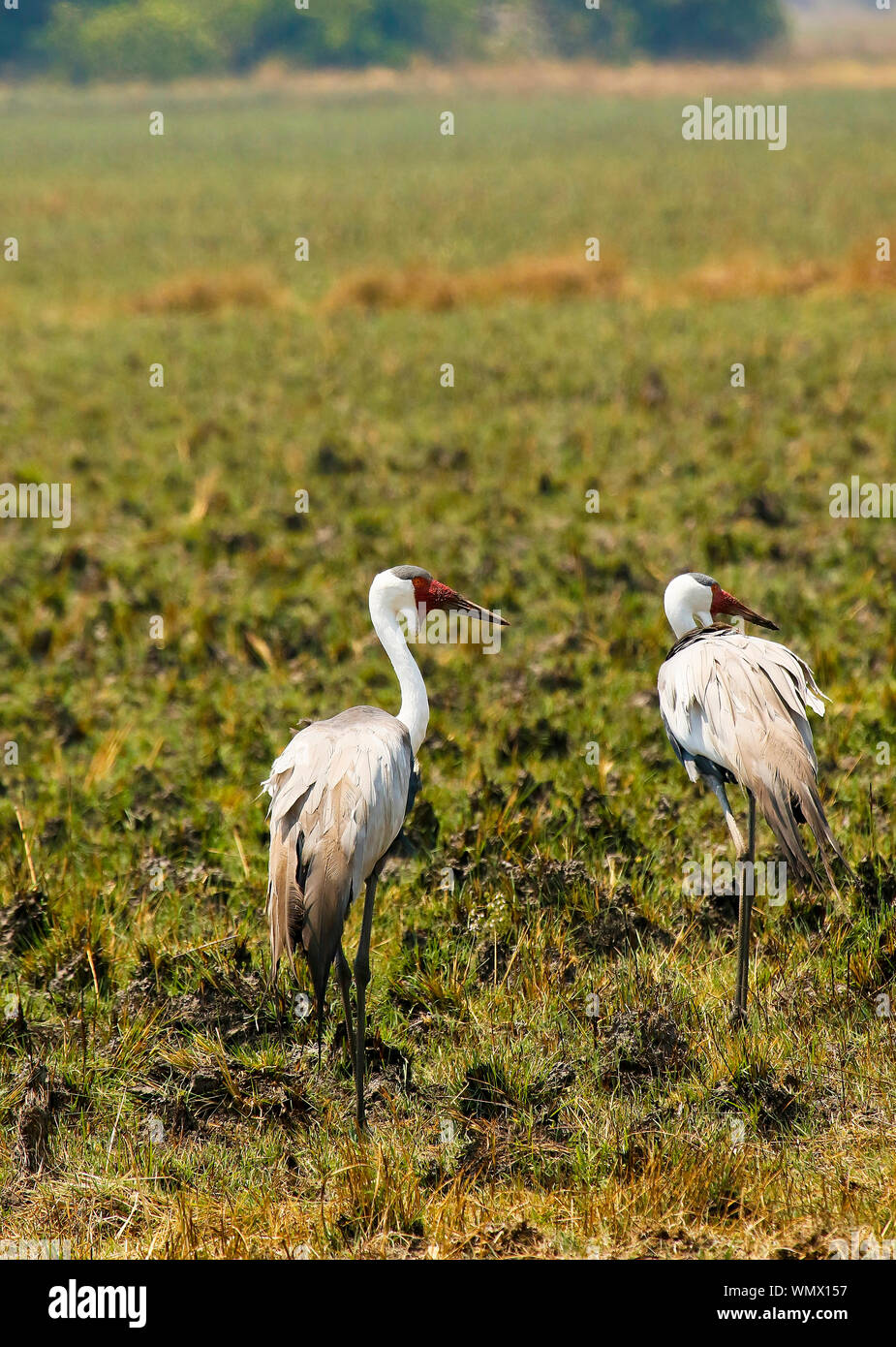 Wattled cranes coppia (Bugeranus carunculatus). Busanga Plains nel Parco Nazionale di Kafue. Zambia Foto Stock