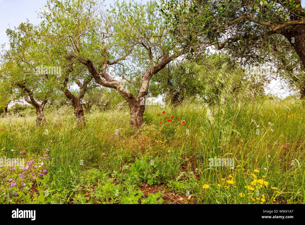 L'Italia, Puglia, Città Metropolitana di Bari, Gioia del Colle. Treees ulivi e fiori selvatici. Foto Stock