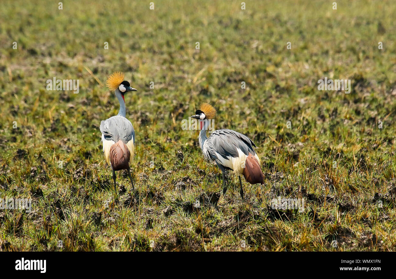 Grey Crowned Crane(Balearica regulorum), Busanga Plains, Parco Nazionale di Kafue, Zambia Foto Stock