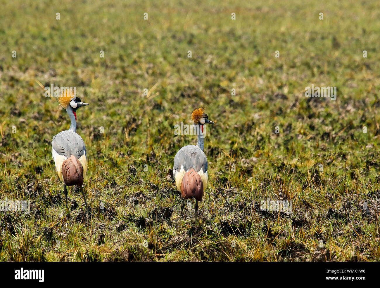 Grey Crowned Crane(Balearica regulorum), Busanga Plains, Parco Nazionale di Kafue, Zambia Foto Stock
