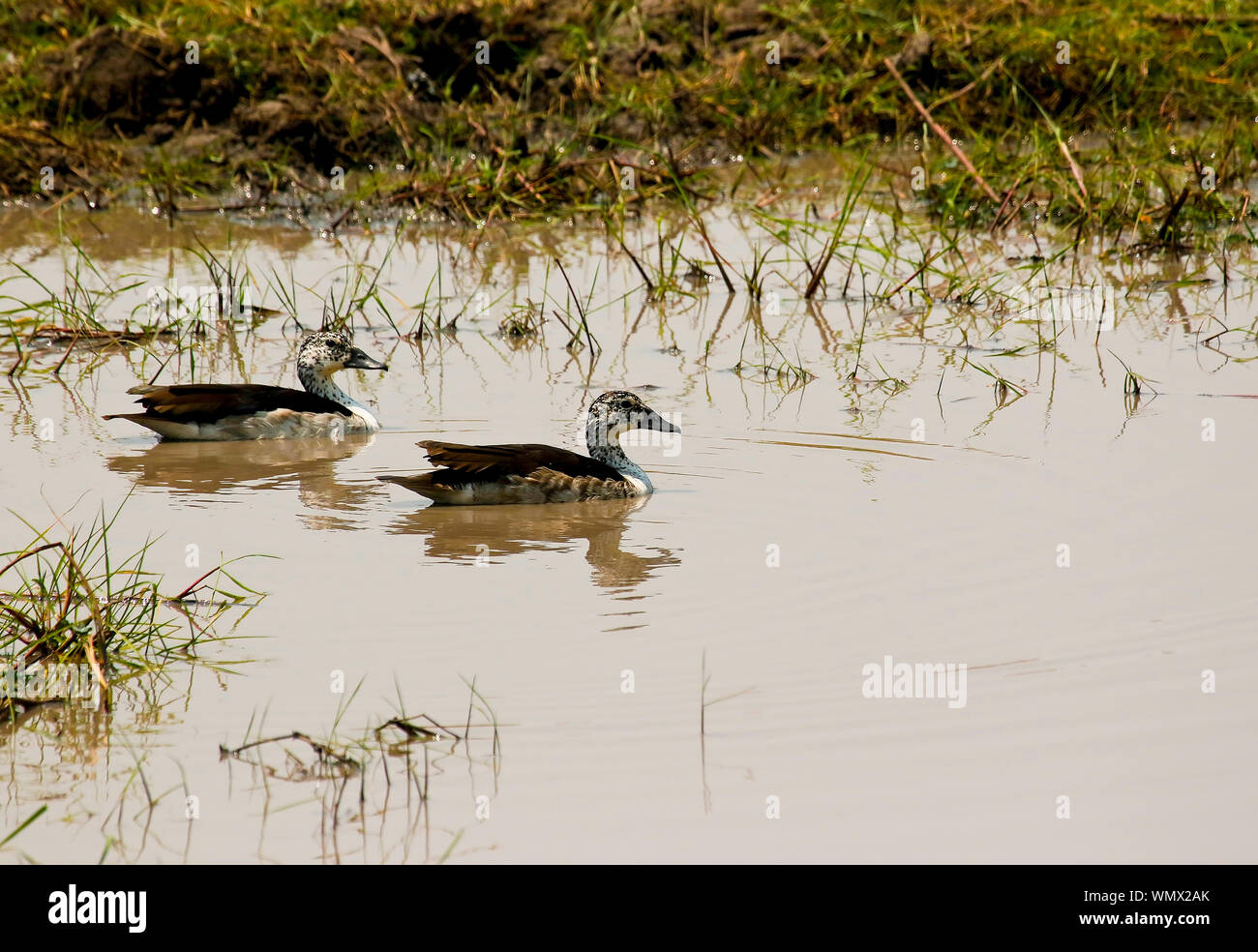Femmina della manopola di bird-fatturati anatra (Sarkidiornis melanotos), o africano comb. Busanga Plains. Parco Nazionale di Kafue. Zambia Foto Stock