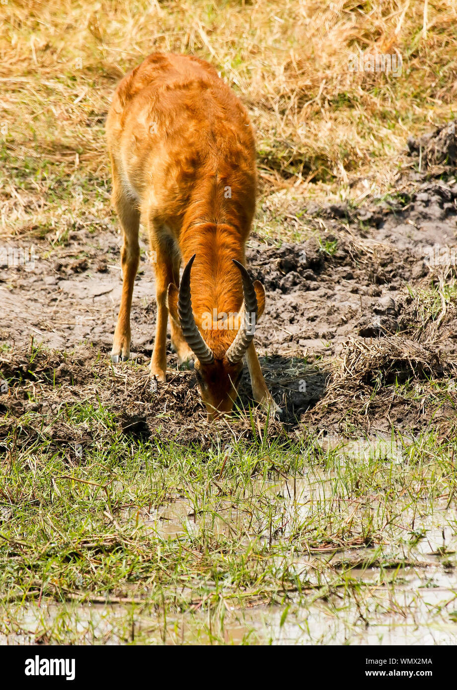 Il maschio della Puku (Kobus vardonii) africana di antilope, in Busanga Plains. Parco Nazionale di Kafue, Zambia Foto Stock