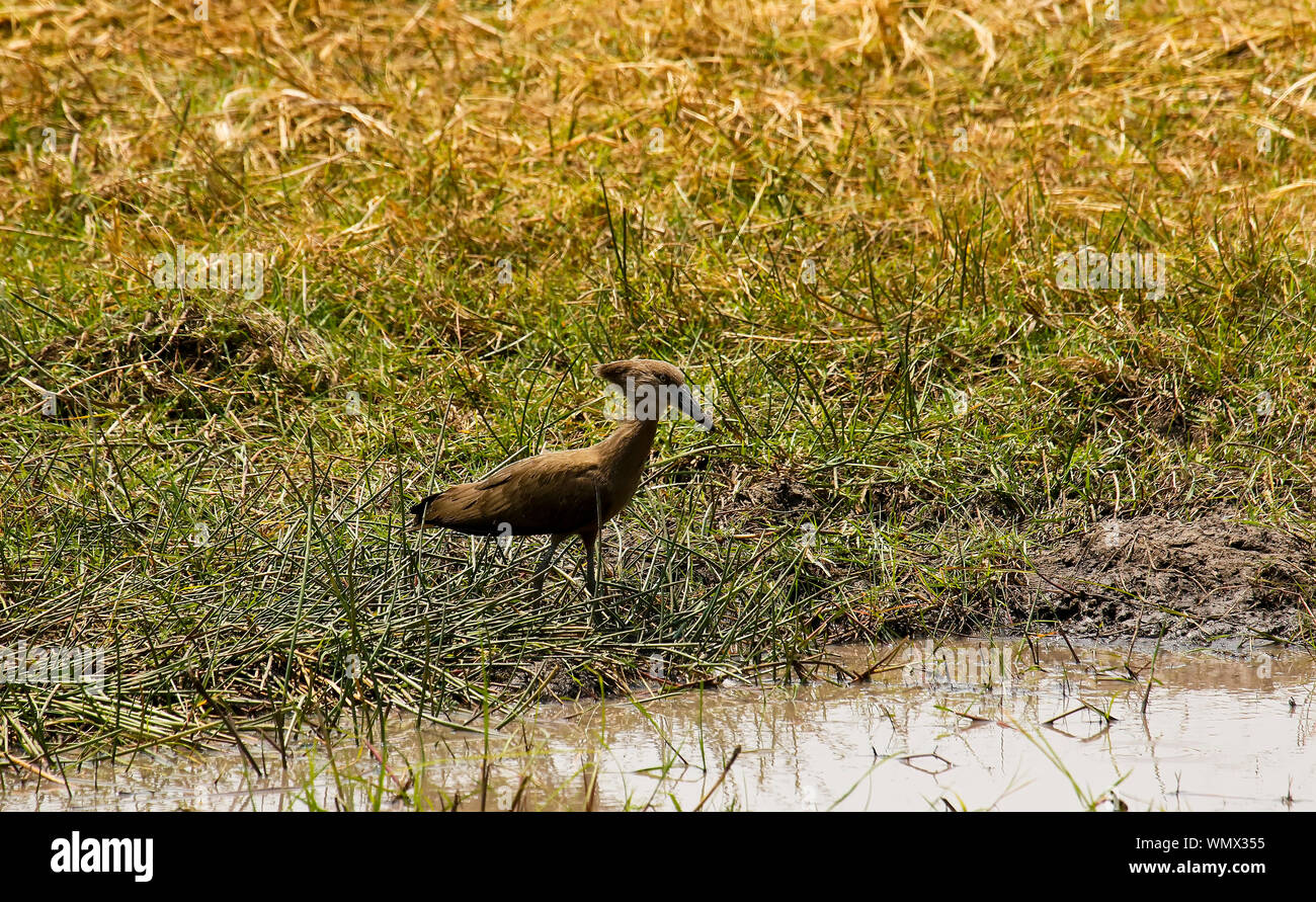 Hamerkop (Scopus umbretta). Busanga Plains. Parco Nazionale di Kafue. Zambia Foto Stock
