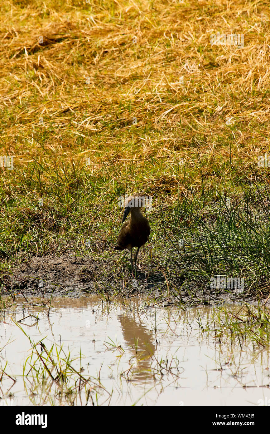 Hamerkop (Scopus umbretta). Busanga Plains. Parco Nazionale di Kafue. Zambia Foto Stock