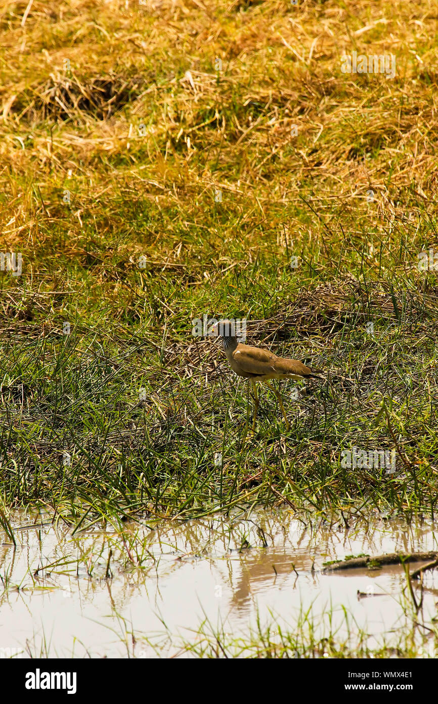 Wattled plover(Vanellus senegallus). Busanga Plains. Parco Nazionale di Kafue. Zambia Foto Stock