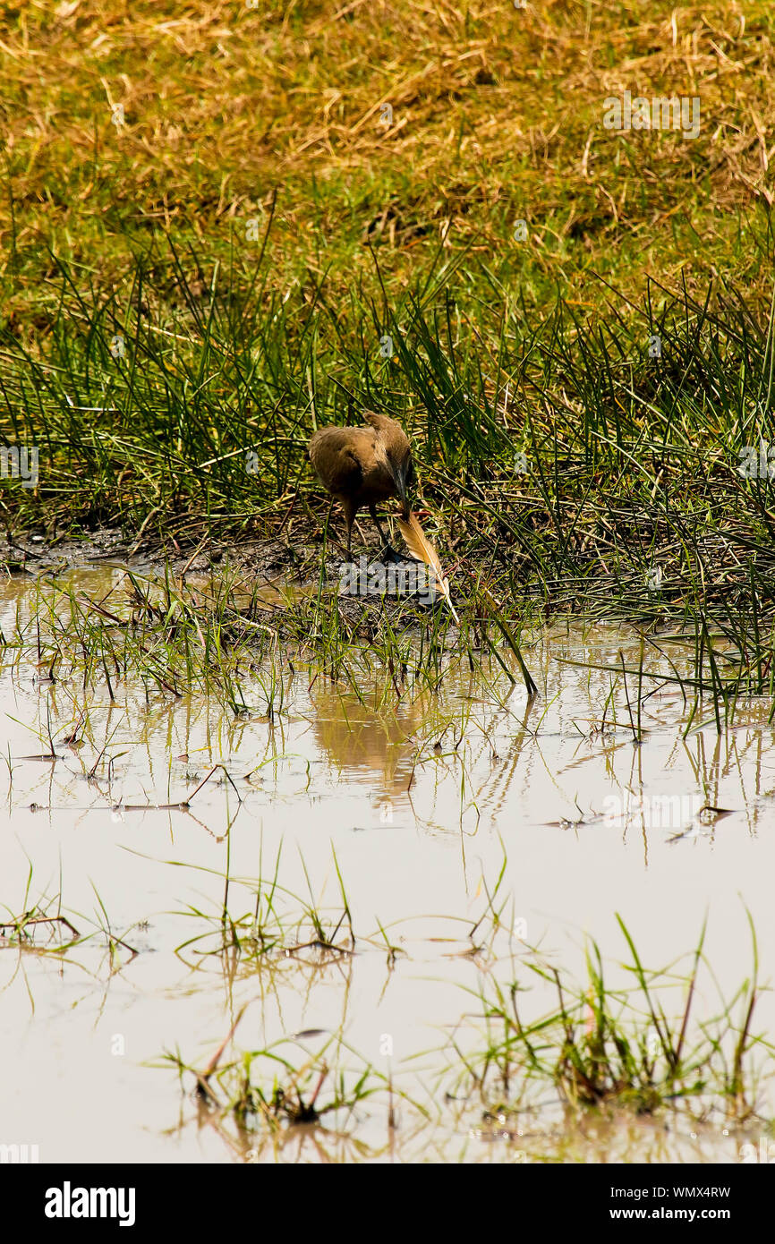 Hamerkop (Scopus umbretta). Busanga Plains. Parco Nazionale di Kafue. Zambia Foto Stock