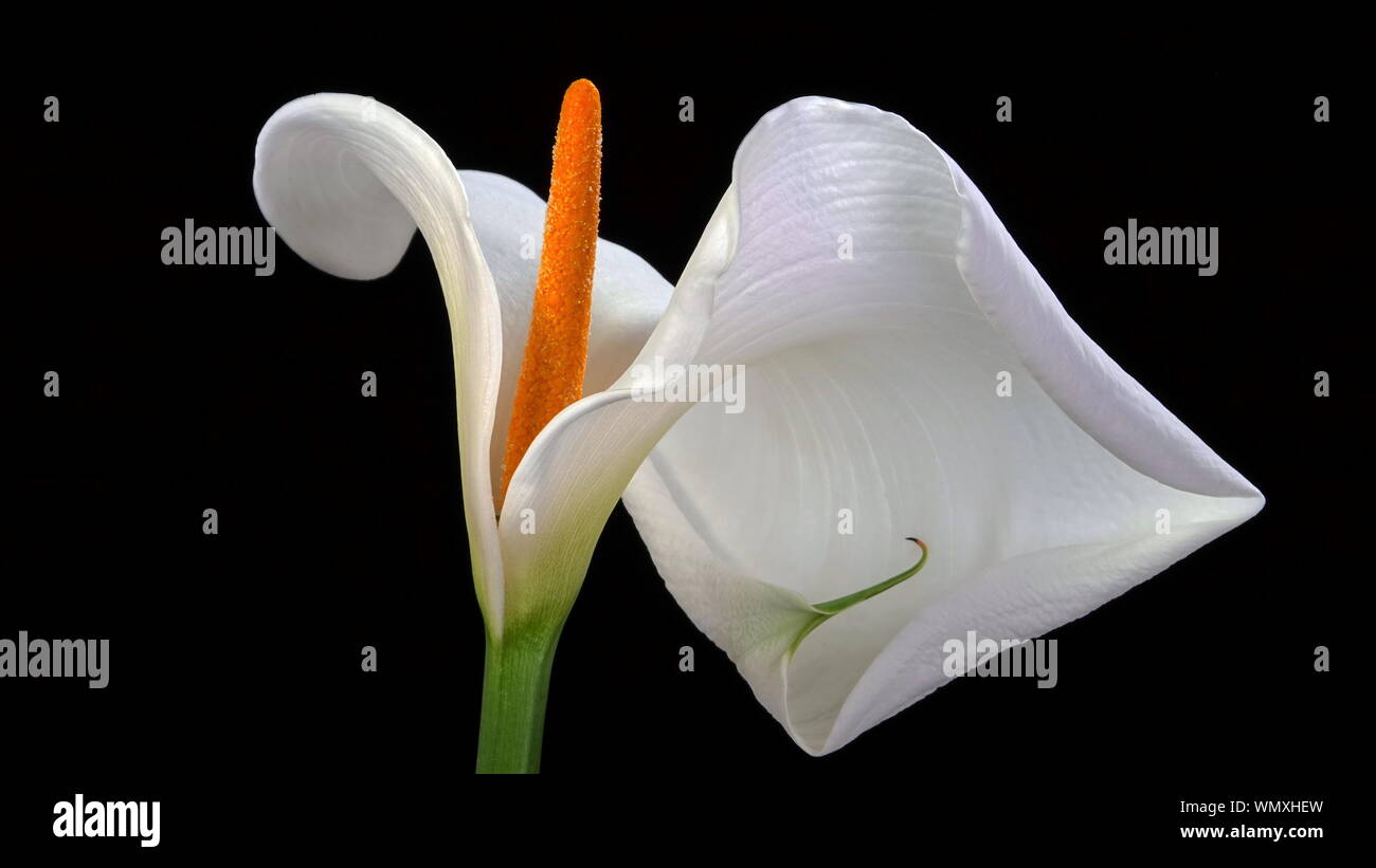 Un singolo, bella bianca Calla Lily (Zantedeschia aethiopica, noto anche come Arum Lily) isolato su sfondo nero Foto Stock