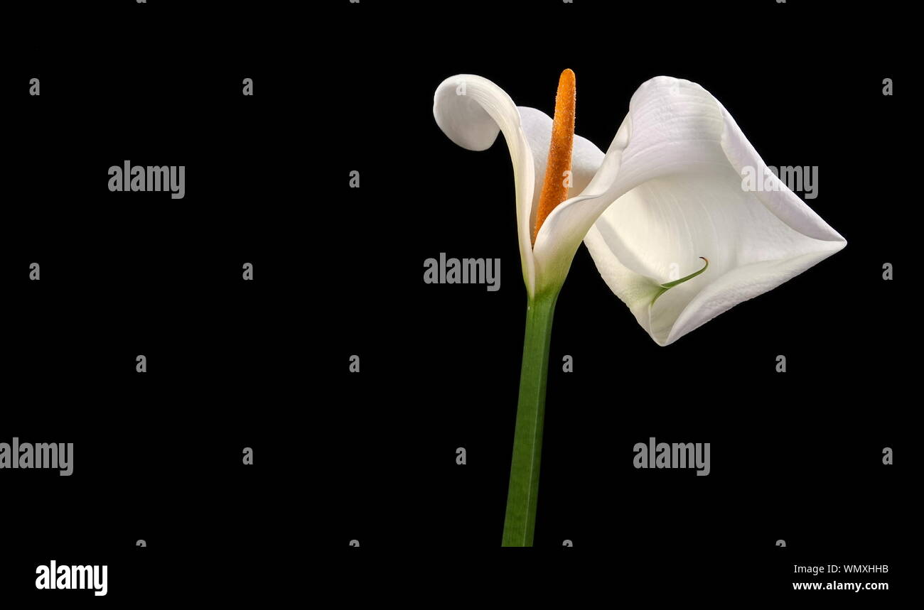 Un singolo, bella bianca Calla Lily (Zantedeschia aethiopica, noto anche come Arum Lily) isolato su sfondo nero con un ampio spazio di copia Foto Stock