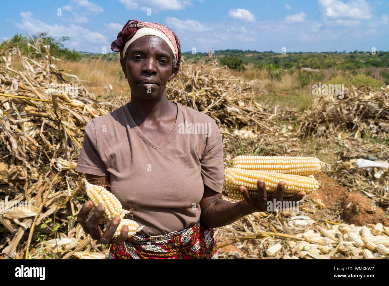 Malawiani femmina agricoltore detiene il confronto delle pannocchie di mais, che mostra la differenza di qualità tra agricoltura conservativa e coltivazione tradizionale. Foto Stock