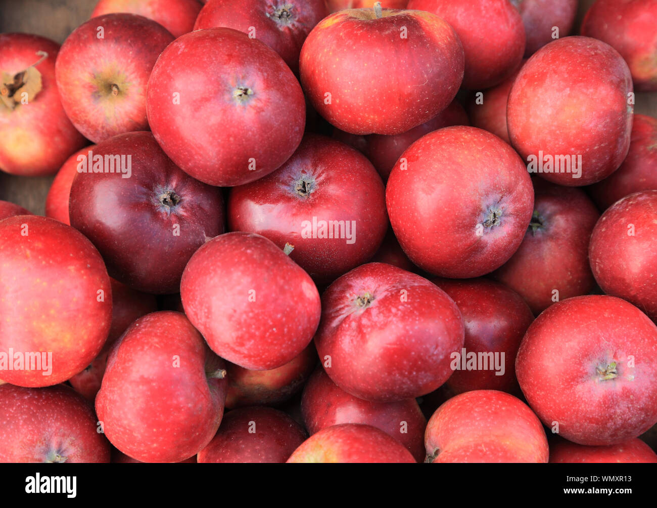 Apple 'Ingalls Red', mele, Suffolk varietà, mangiare apple, farm shop display Foto Stock