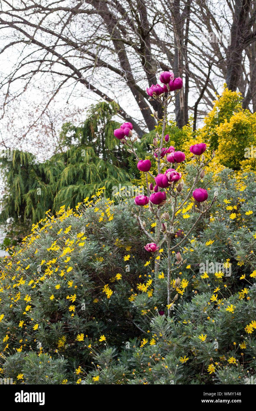 Una giovane e bella magnolia è coperto in enormi bellissimi fiori di magenta in primavera a Giardini Edmonds, Christchurch, Nuova Zelanda Foto Stock