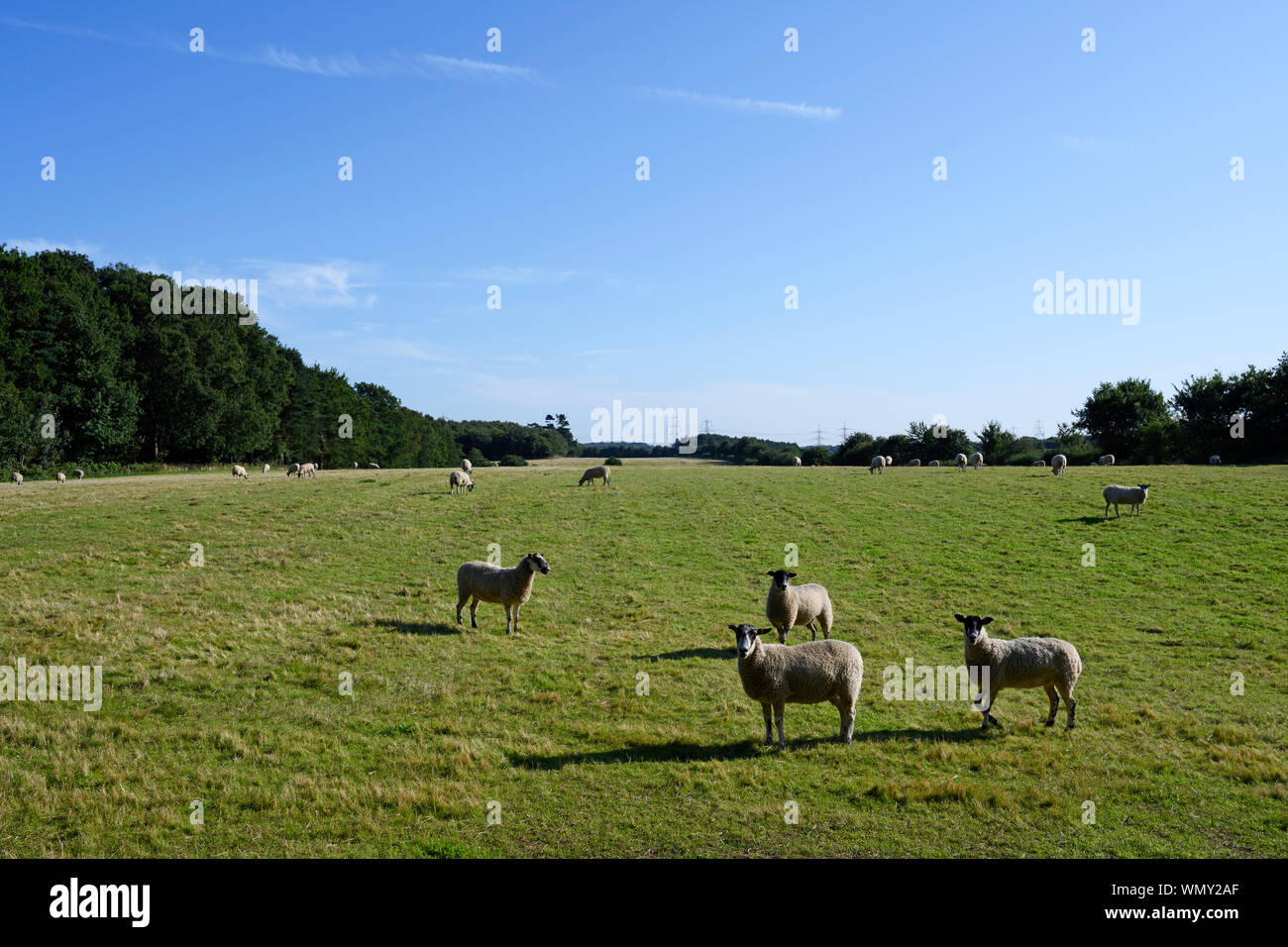 Pecore, Farnham, Suffolk, Inghilterra. Foto Stock