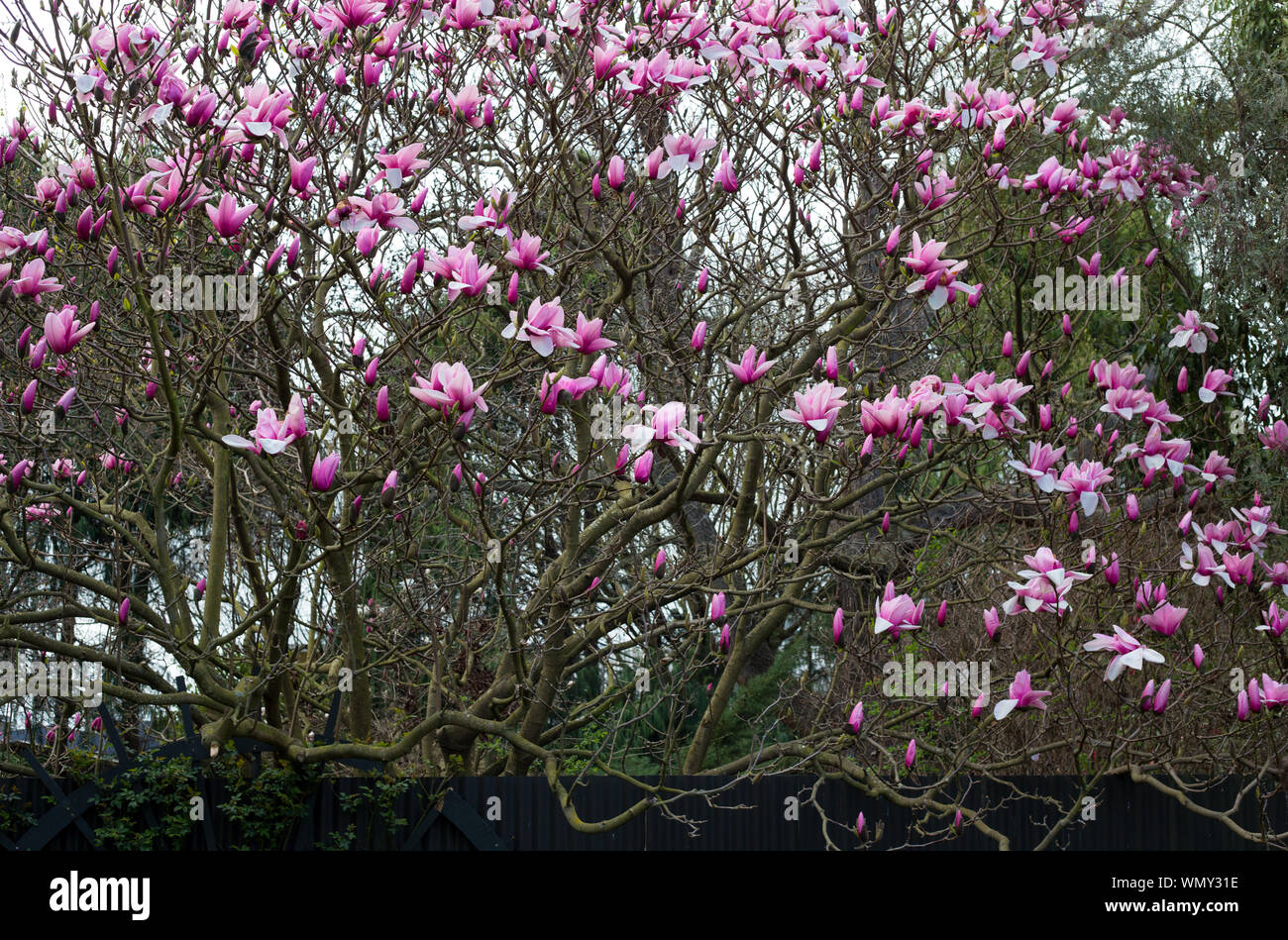 Bella Magnolia alberi con grandi fiori di colore rosa fioritura all'inizio di primavera a Canterbury, Nuova Zelanda Foto Stock