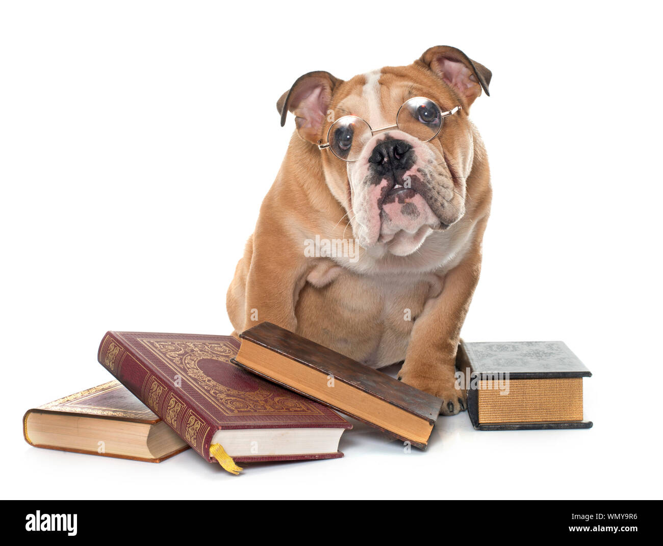 Ritratto di cane in occhiali su libri contro uno sfondo bianco Foto Stock