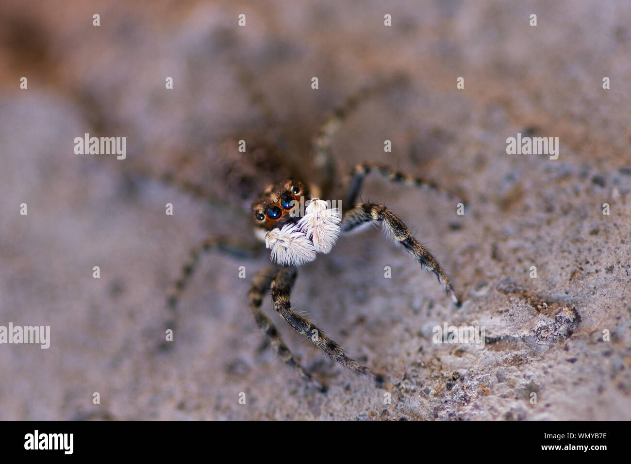 Immagine ravvicinata di un ragno che sta guardando la telecamera. Foto Stock